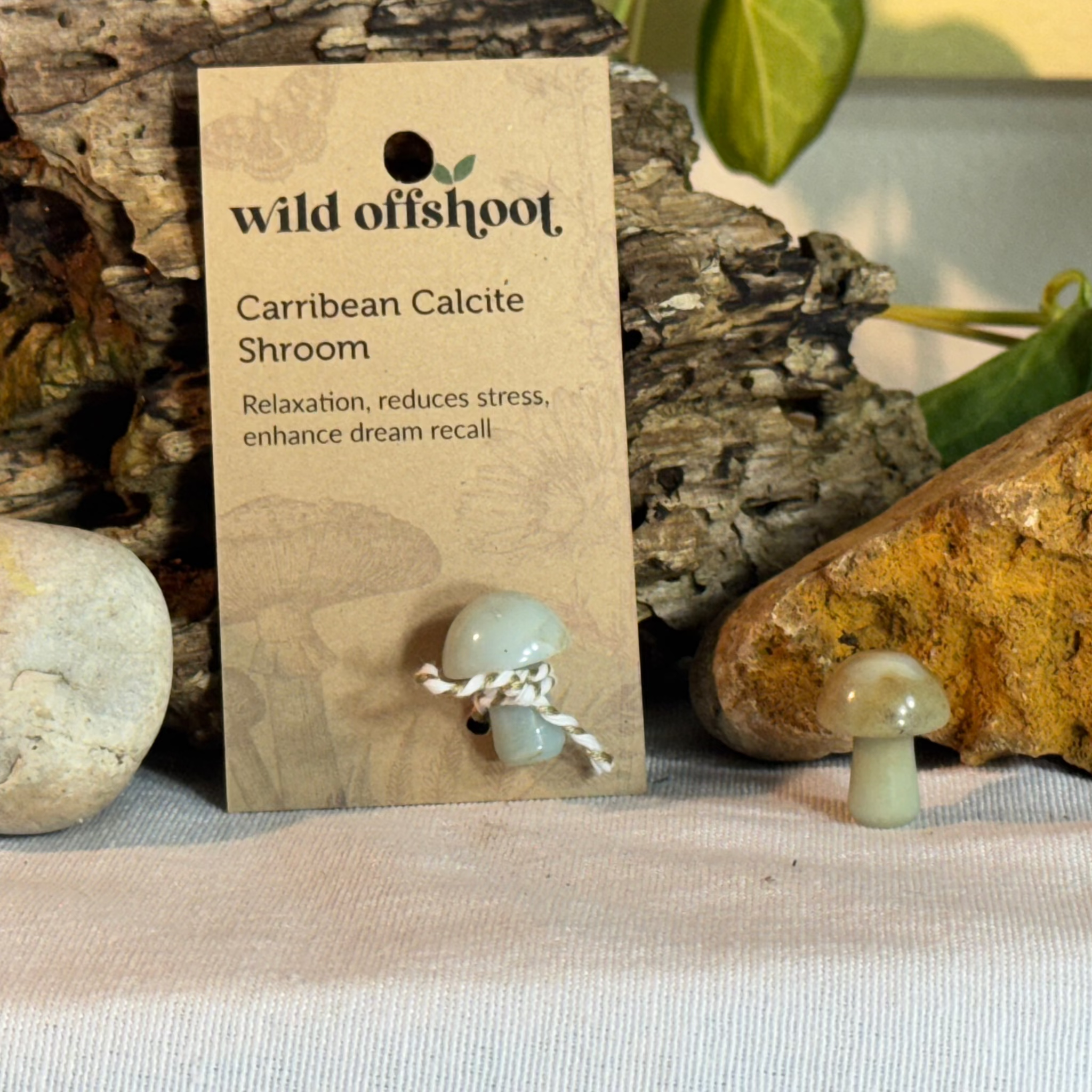 Carrribean Calcite Shroom  on a 'wild offshoot' card with natural background